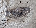 Geflgelter Samen einer Craigia bronnii (UNGER) - Bild © FossNet FossilienStore